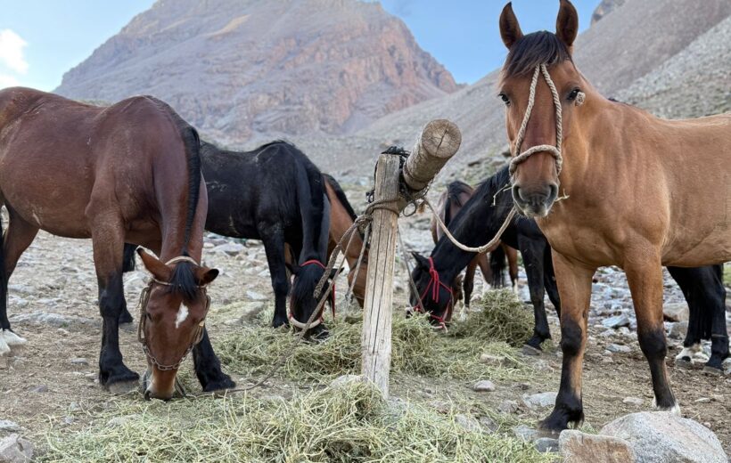 🐎 Cabalgatas en el Manzano Histórico, Mendoza